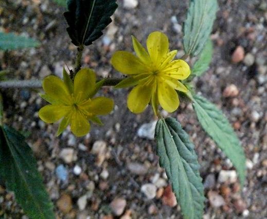 Corchorus asplenifolius