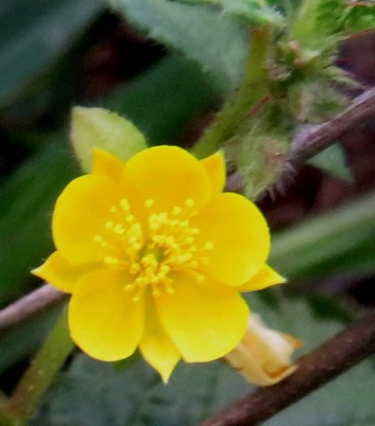 Corchorus confusus flower