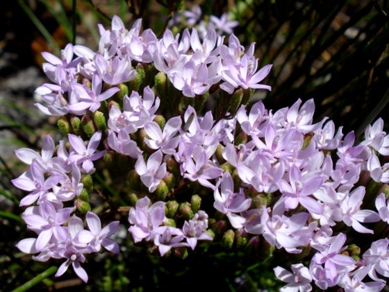 Corymbium africanum inflorescence