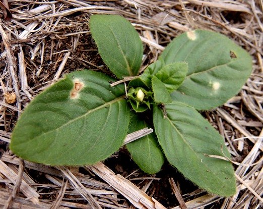 Crabbea acaulis