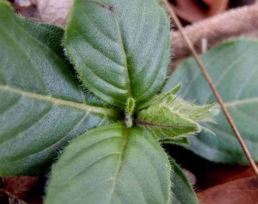 Crabbea acaulis budding