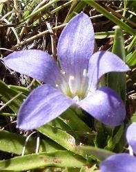 Craterocapsa congesta flower