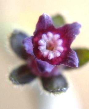 Cynoglossum hispidum