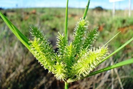 Cyperus cyperoides subsp. cyperoides