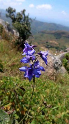 Delphinium dasycaulon, a flower of tropical Africa