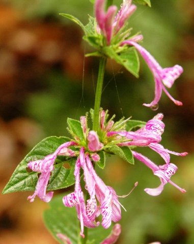 Dicliptera clinopodia flower