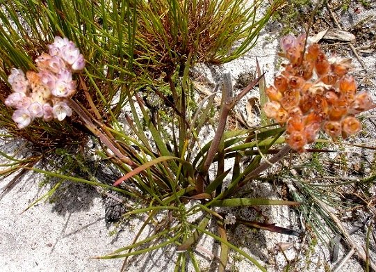 Dilatris pillansii