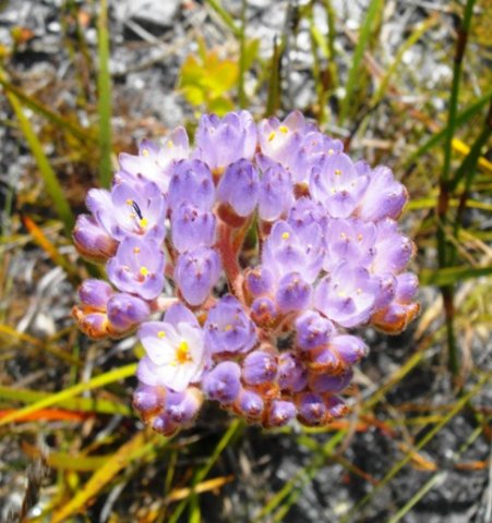 Dilatris pillansii inflorescence
