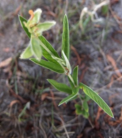 Eriosema salignum leaflets