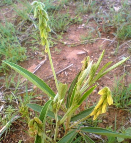 Eriosema salignum