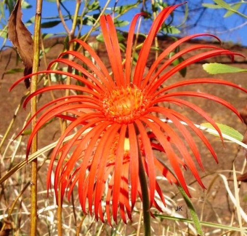 Gerbera jamesonii in habitat
