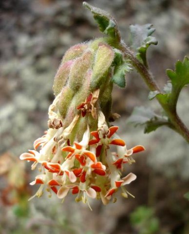 Glumicalyx nutans flowers