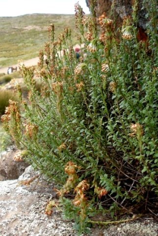 Glumicalyx flanaganii 
