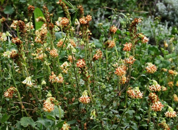 Glumicalyx flanaganii many-flowered