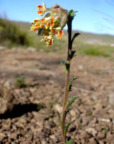 Glumicalyx lesuticus 