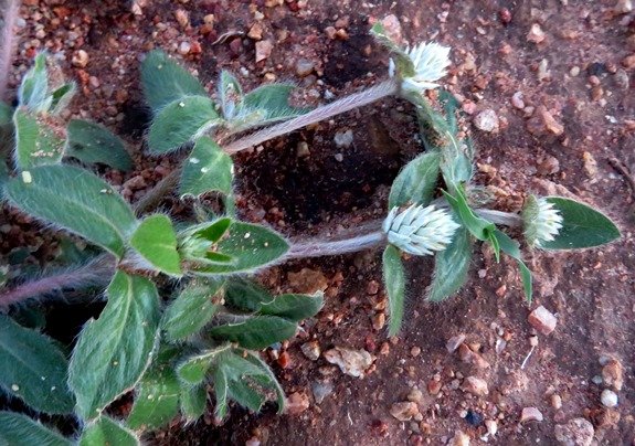Gomphrena celosioides