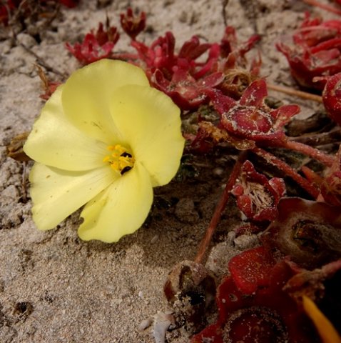 Grielum humifusum flower and fruit