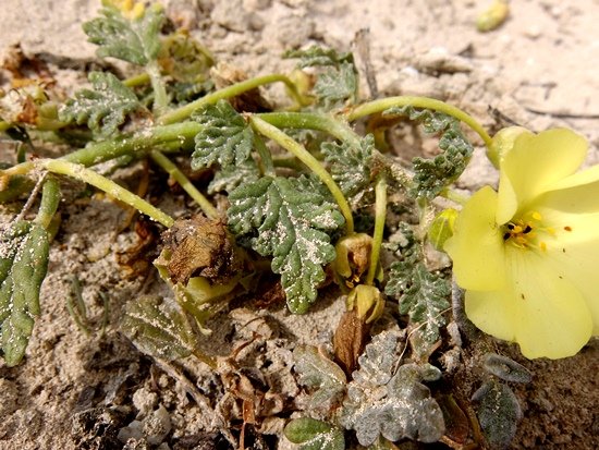Grielum humifusum leaves and more