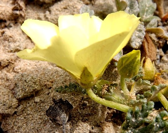 Grielum humifusum flower profile and buds