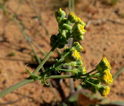 Gymnodiscus capillaris inflorescence in profile