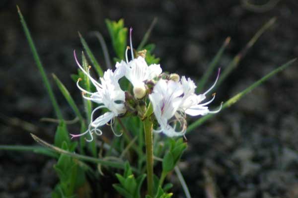 Ocimum obovatum