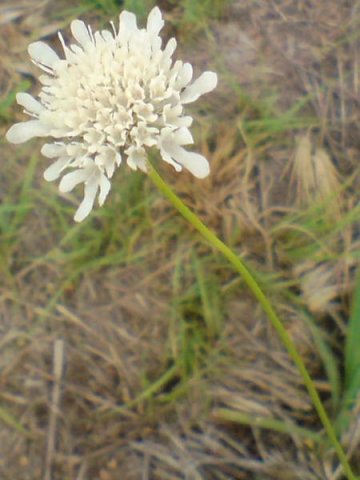 Scabiosa columbaria in the Hartebeestfontein Conservancy