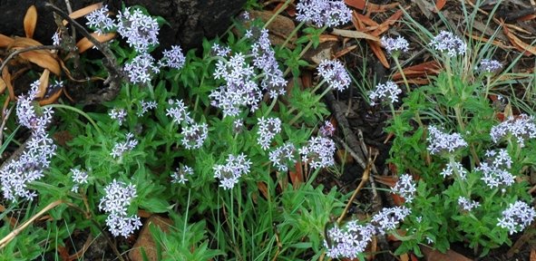 Pentanisia prunelloides