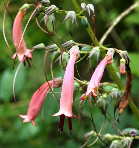 Phygelius aequalis