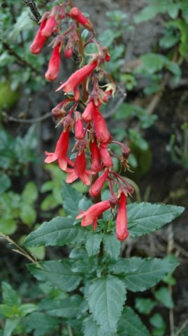 Phygelius capensis near Rhodes in the Eastern Cape
