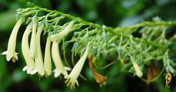 Phygelius capensis yellow flowers