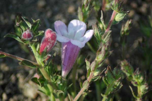 Graderia subintegra
