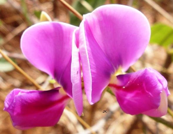 Sphenostylis angustifolia flower near Roossenekal