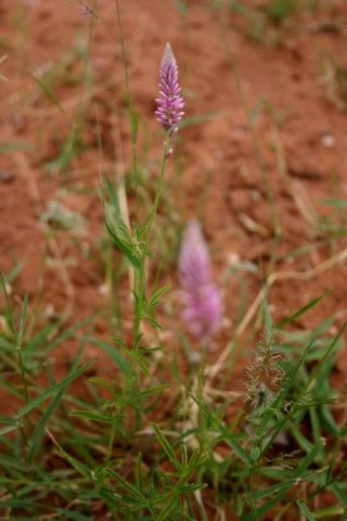 Hermbstaedtia fleckii