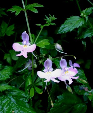 Impatiens hochstetteri
