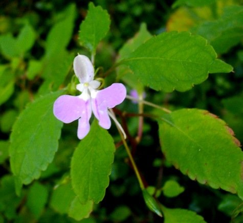 Impatiens hochstetteri flower