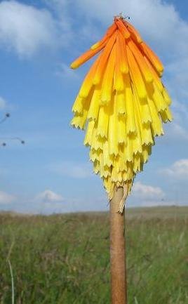 Kniphofia fluviatilis