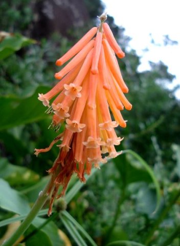 Kniphofia triangularis subsp. triangularis