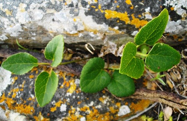 Anemone vesicatoria