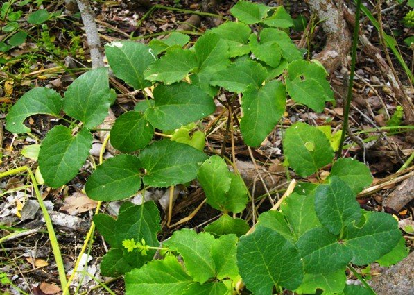 Anemone vesicatoria at Vermont