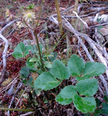 Anemone vesicatoria inflorescence