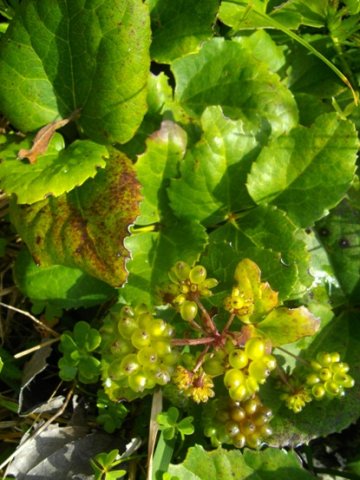 Anemone vesicatoria green fruit