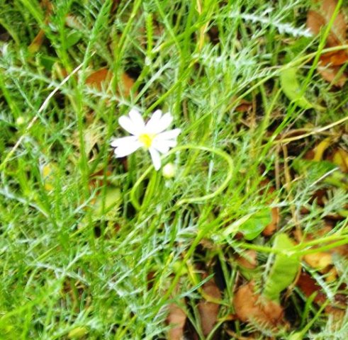 Lasiospermum bipinnatum