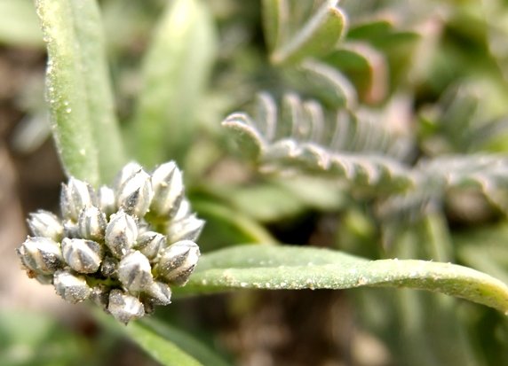 Limeum africanum subsp. africanum new branch