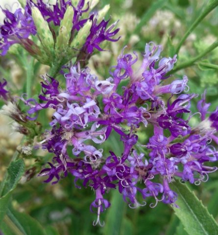 Linzia glabra flowerheads