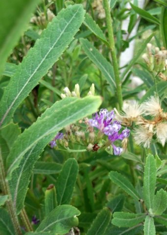 Linzia glabra leaves