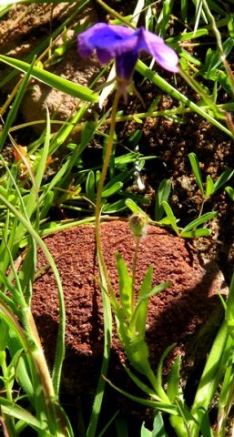Monopsis debilis var. gracilis