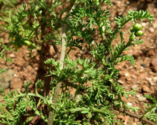 Oncosiphon piluliferum leaves
