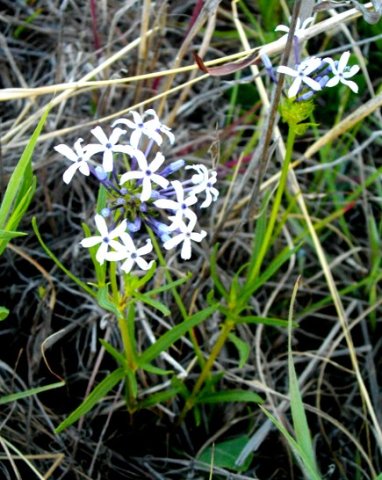 Pentanisia angustifolia