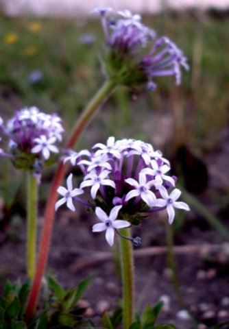 Pentanisia prunelloides in Mpumalanga