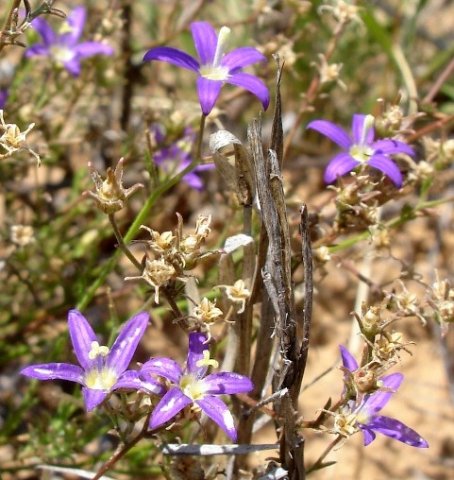Prismatocarpus species